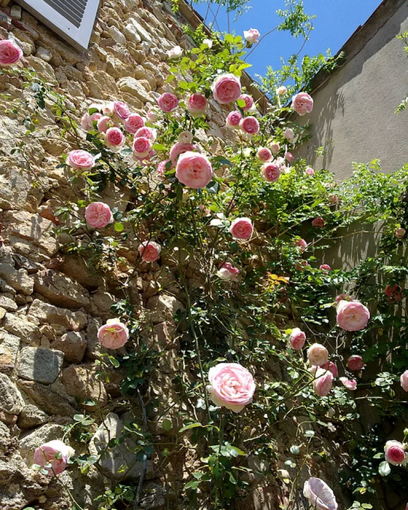 Le printemps au Mas